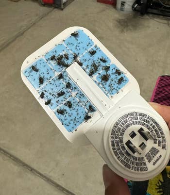 Reviewer closeup of hand holding the glue side of the fly-trap, with lots of flies and gnats stuck in the glue