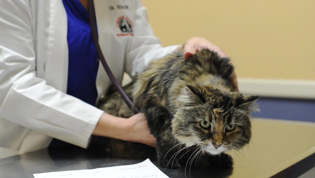 Gallery Detail: Causes And Solutions For Sudden Cat Urination Issues