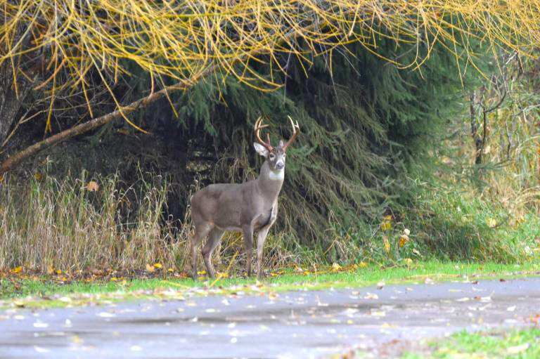 Willapa area highways are deer killing zones