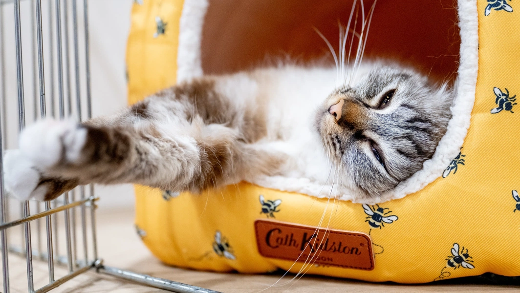 18 subtle signs your cat feels safe with you