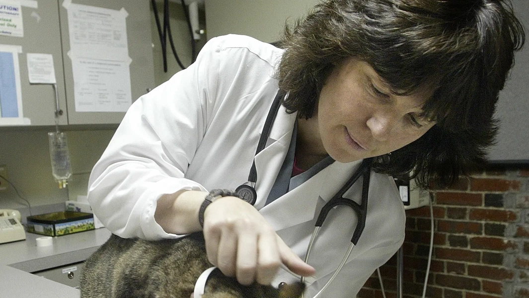 A closer look at Senior Cat Urological Health Issues