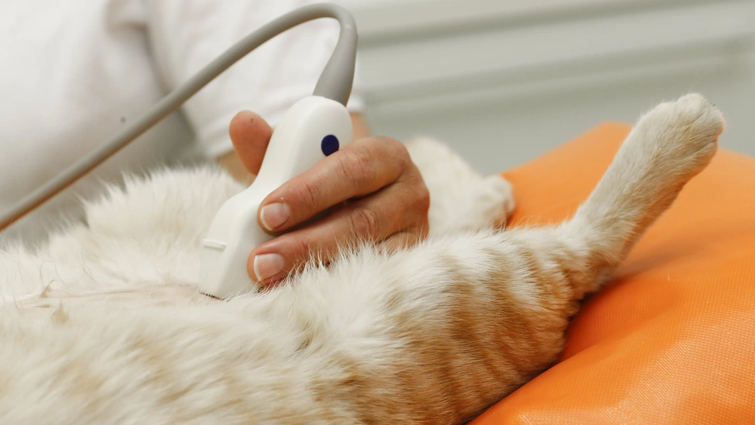 Senior Cat Urological Health Issues Reference: Causes And Solutions For Sudden Cat Urination Issues