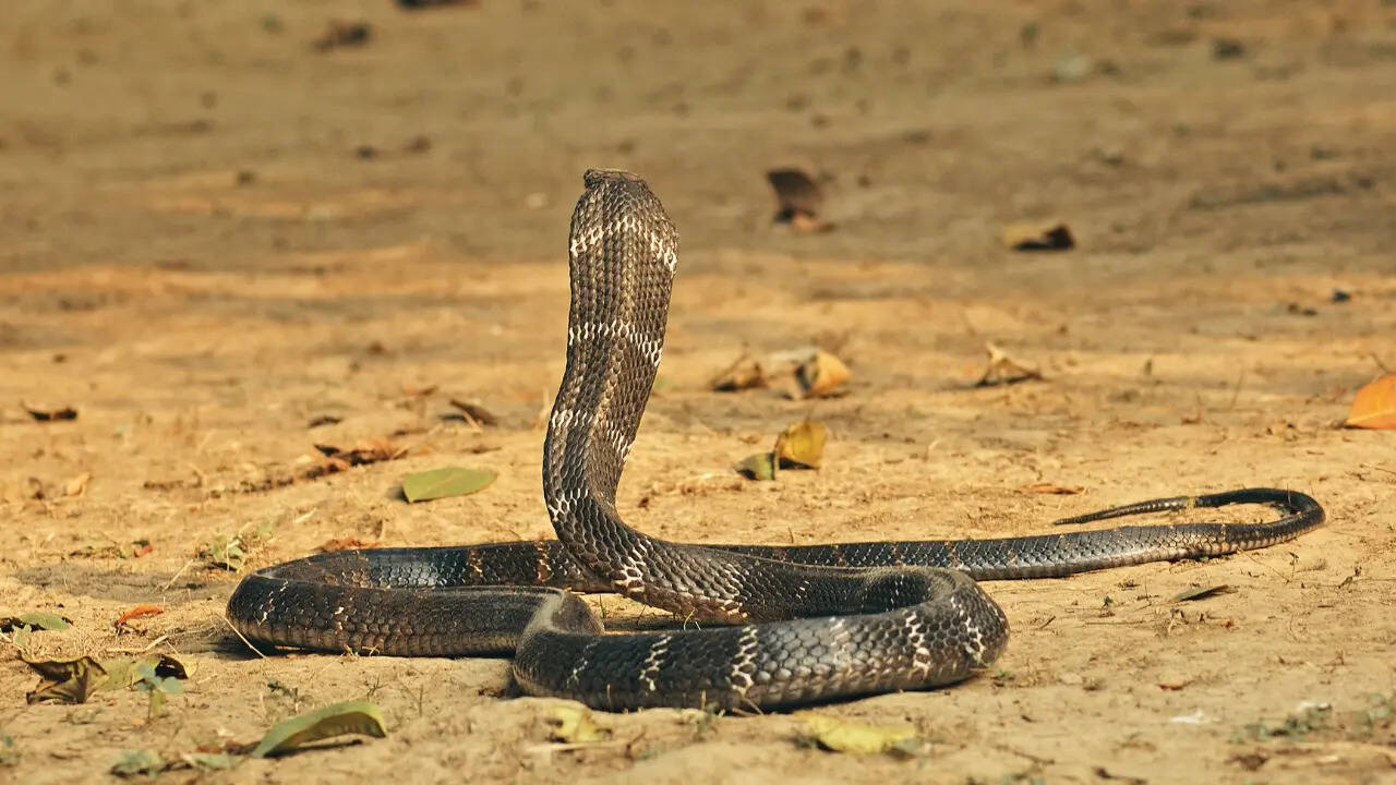 5 snake species in India that are every wildlife photographer's dream