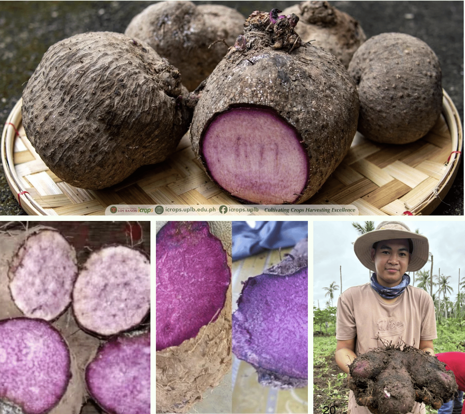 UPLB uses genomics to develop better ube varieties
