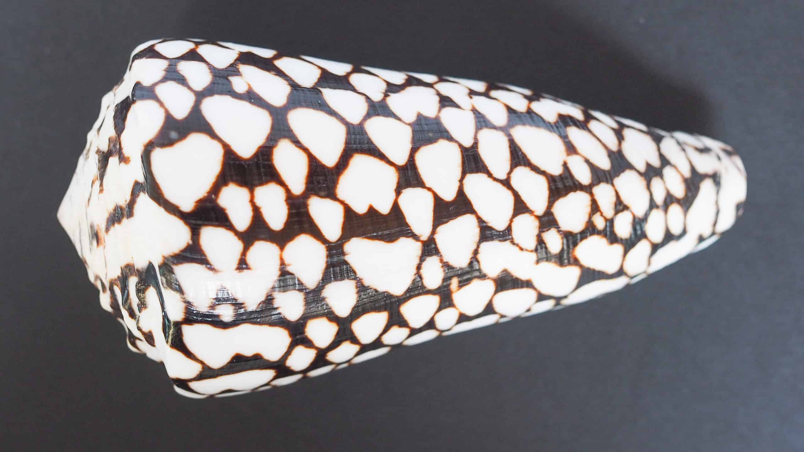 cone snail