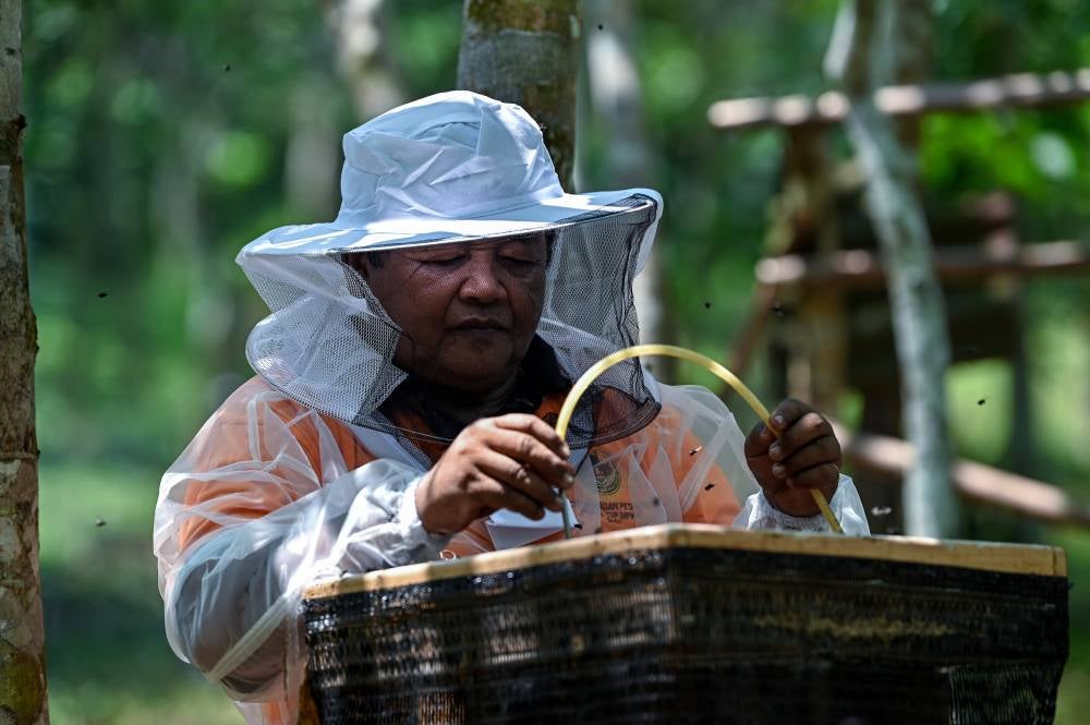 Ulu Bekor targets stingless bee honey hub status