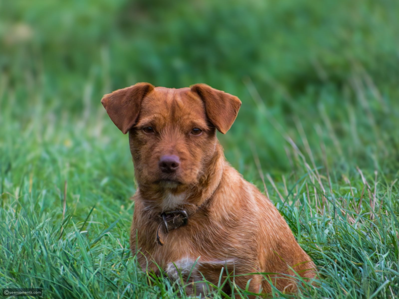 Why dogs eat grass and what it could mean for their health