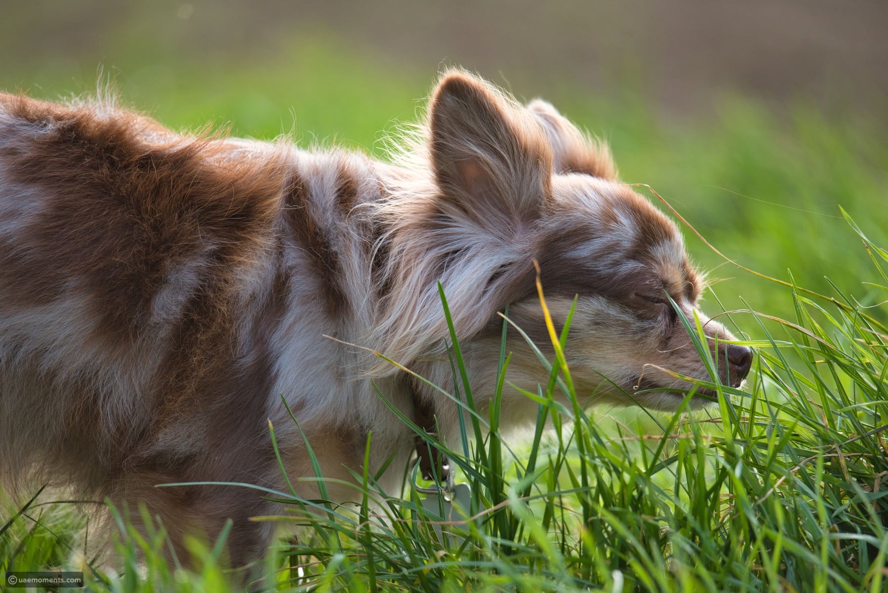 Photo inspiration: Gallery Detail: Why Dogs Eat Grass And What It Could Mean For