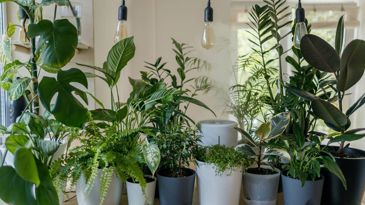 Image result for 11 low-maintenance houseplants you can order online