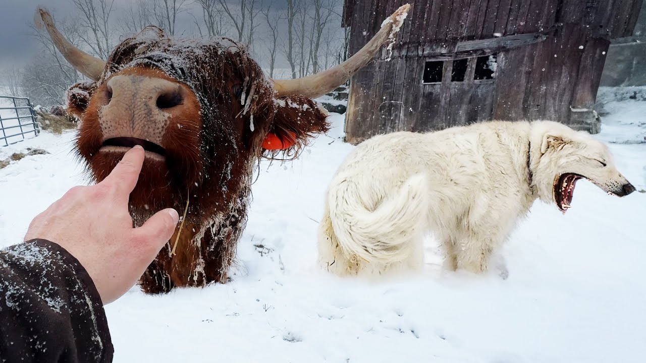 Rescue your farm from a devastating blizzard