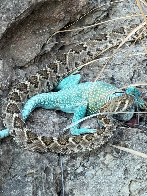 Hiker spots rattlesnake swallowing bright blue collared lizard in Texas ...
