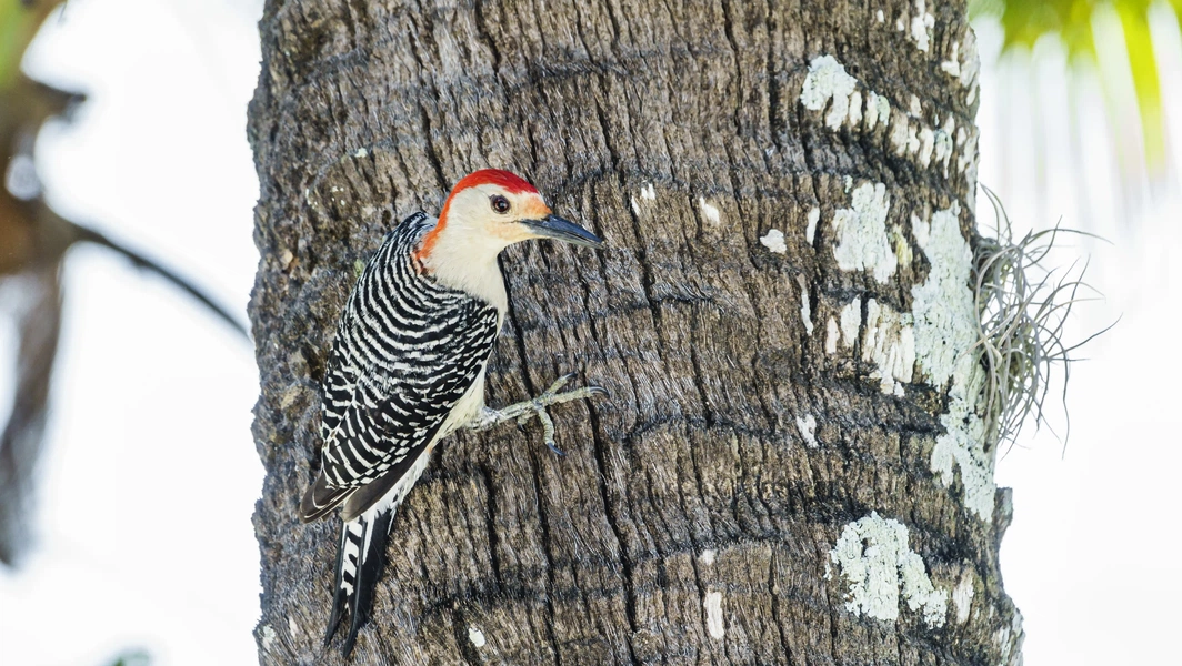 Red-bellied woodpecker identification and ecology