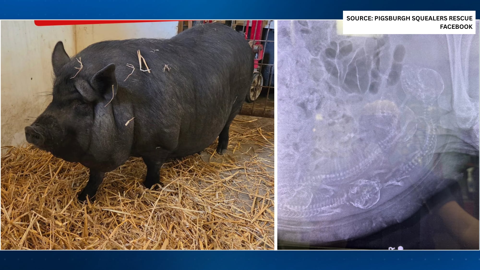 Pig rescued from Rostraver Township home needs emergency C-section ...