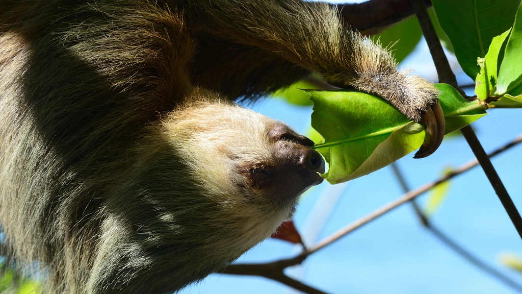 Sloth genome study offers clues for space travel survival