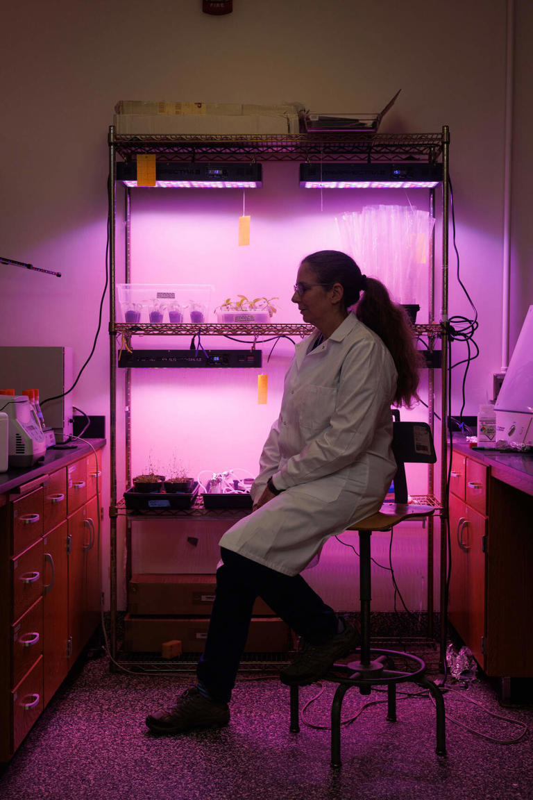 How North Carolina scientists are growing a solution to mining's toxic ...
