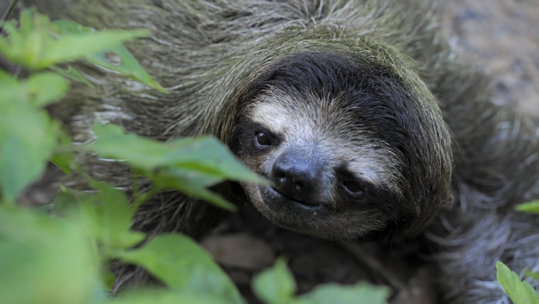 Sloth adaptations, predators, and human-driven threats