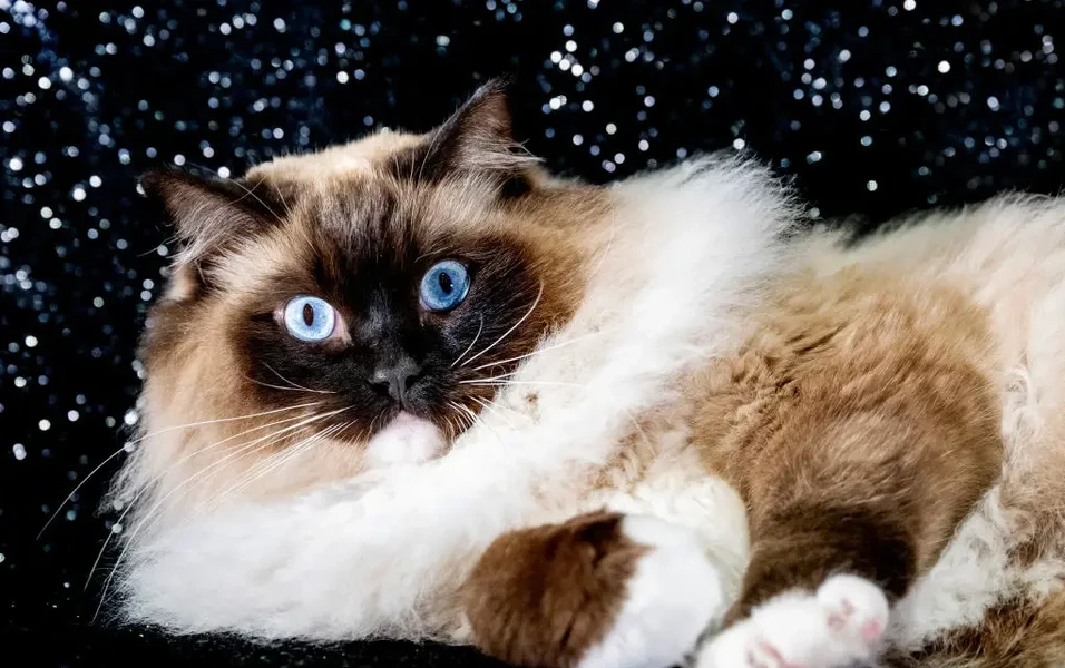 Why ragdoll cats steal hearts everywhere