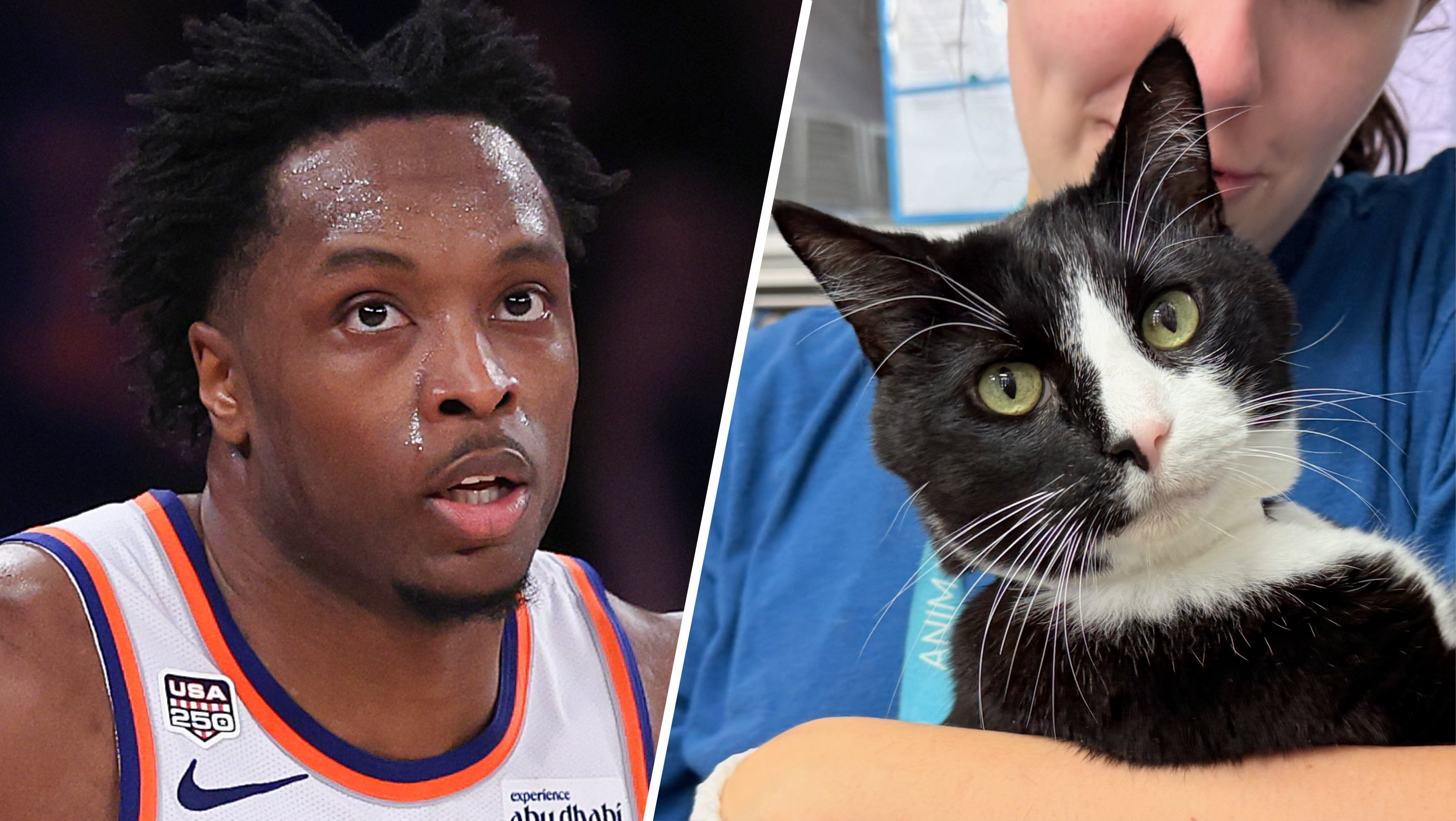 How Knicks' OG Anunoby is helping NYC shelter cats find their forever homes