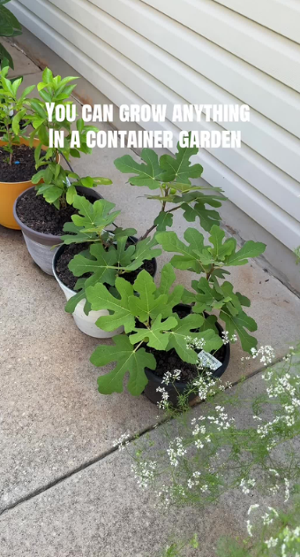 How to grow vegetables in pots and containers successfully