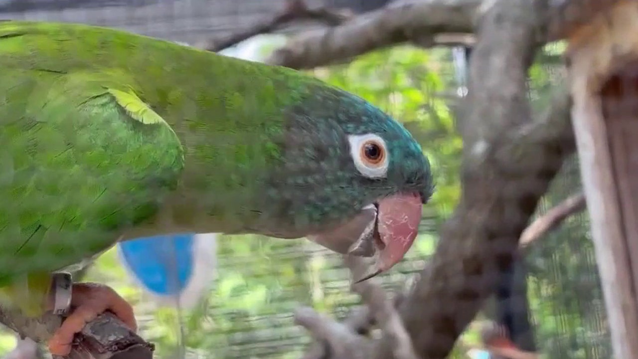 Exotic South American parrots thriving in wild colonies on Florida's ...