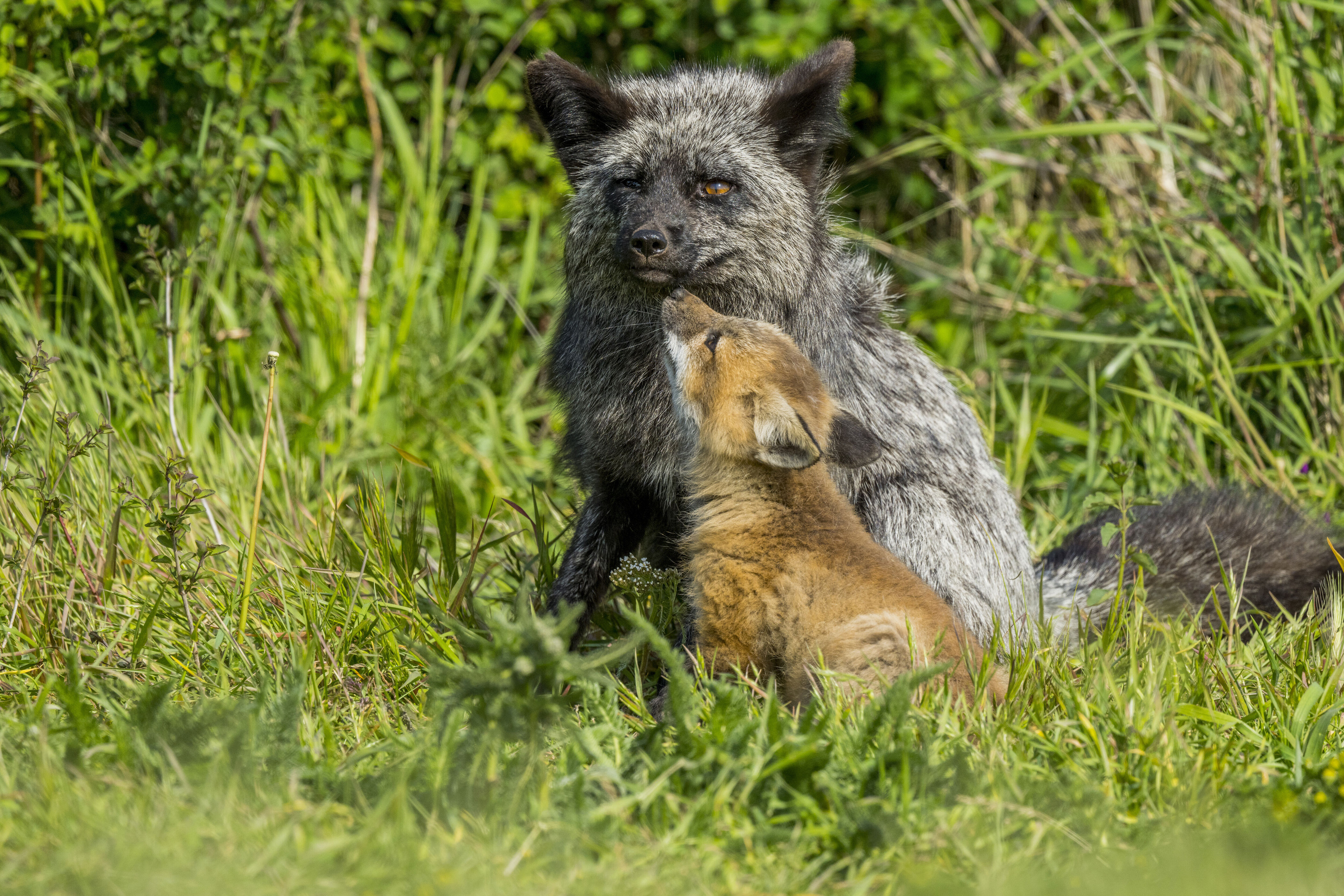 These devoted dads across the animal kingdom will warm your heart this ...