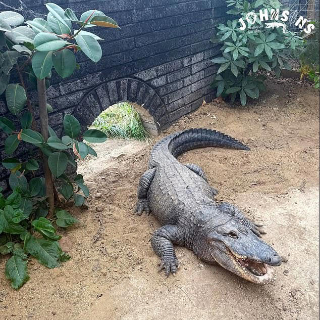 witnesses-in-tears-after-child-thrown-into-crocodile-pit-and-left
