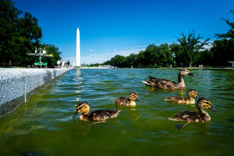 Rips appear in Reflecting Pool's new sealant after algae bloom turn ...