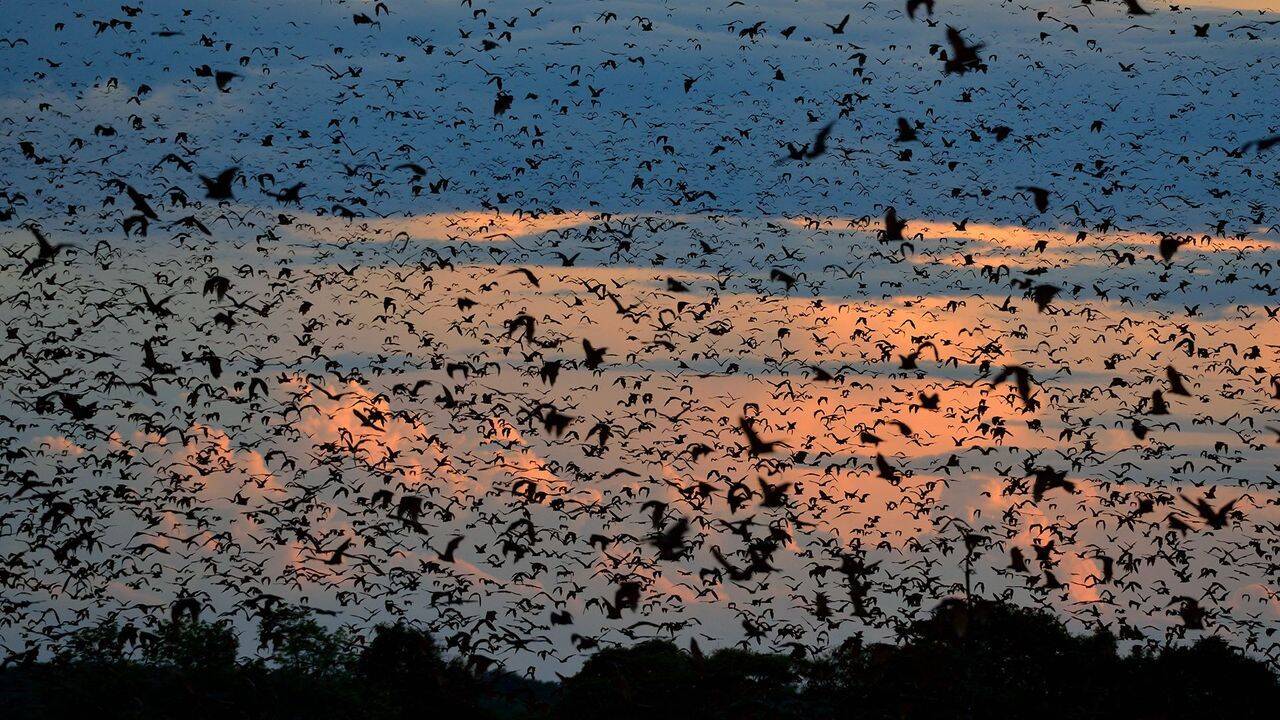 World's largest bat migration: The night Zambia's sky disappears under ...