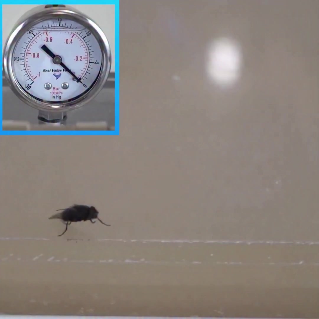 Can a fly survive inside an absolute pressure void?