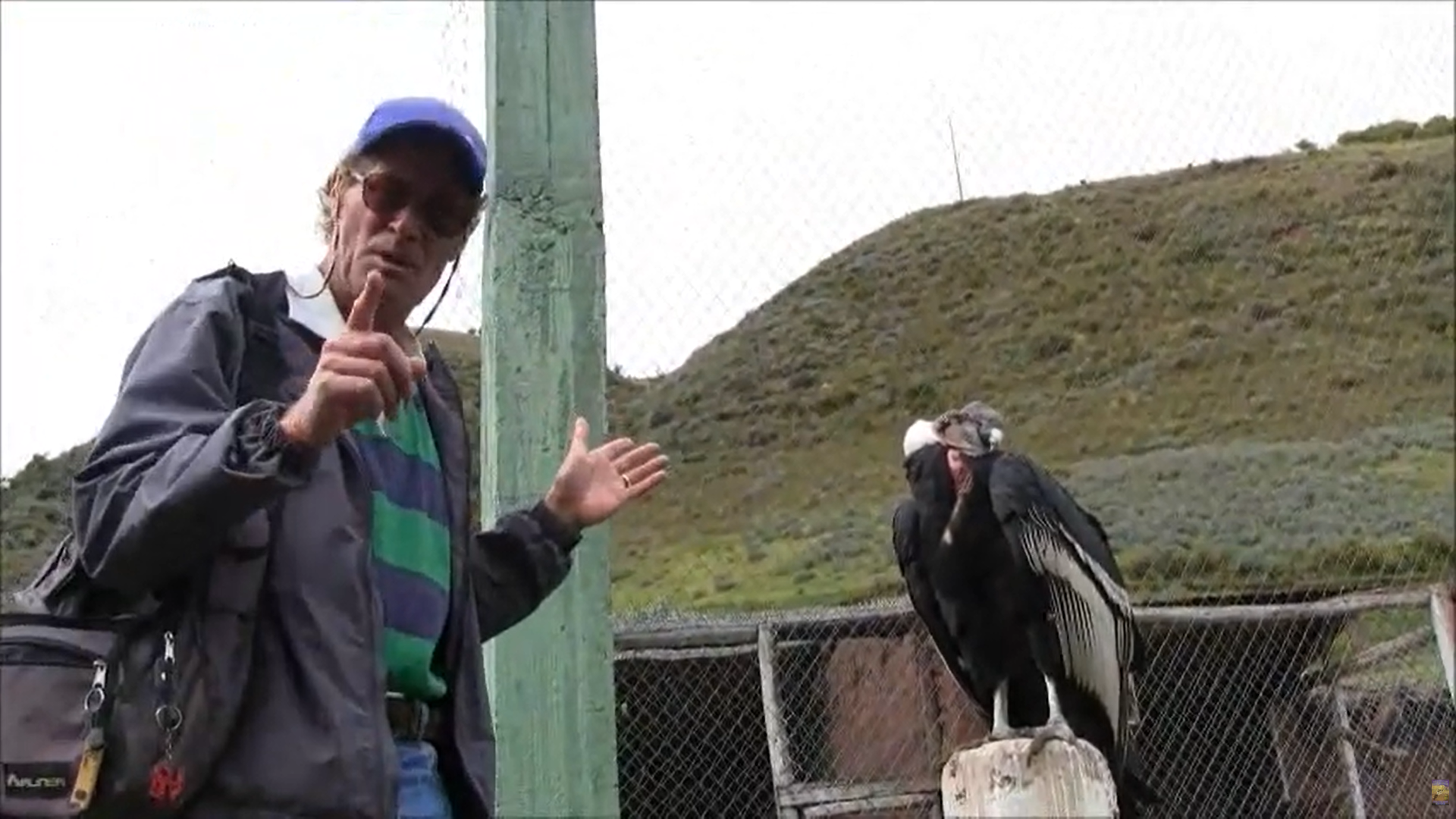 Plight of the Andean condor: Largest bird in the world