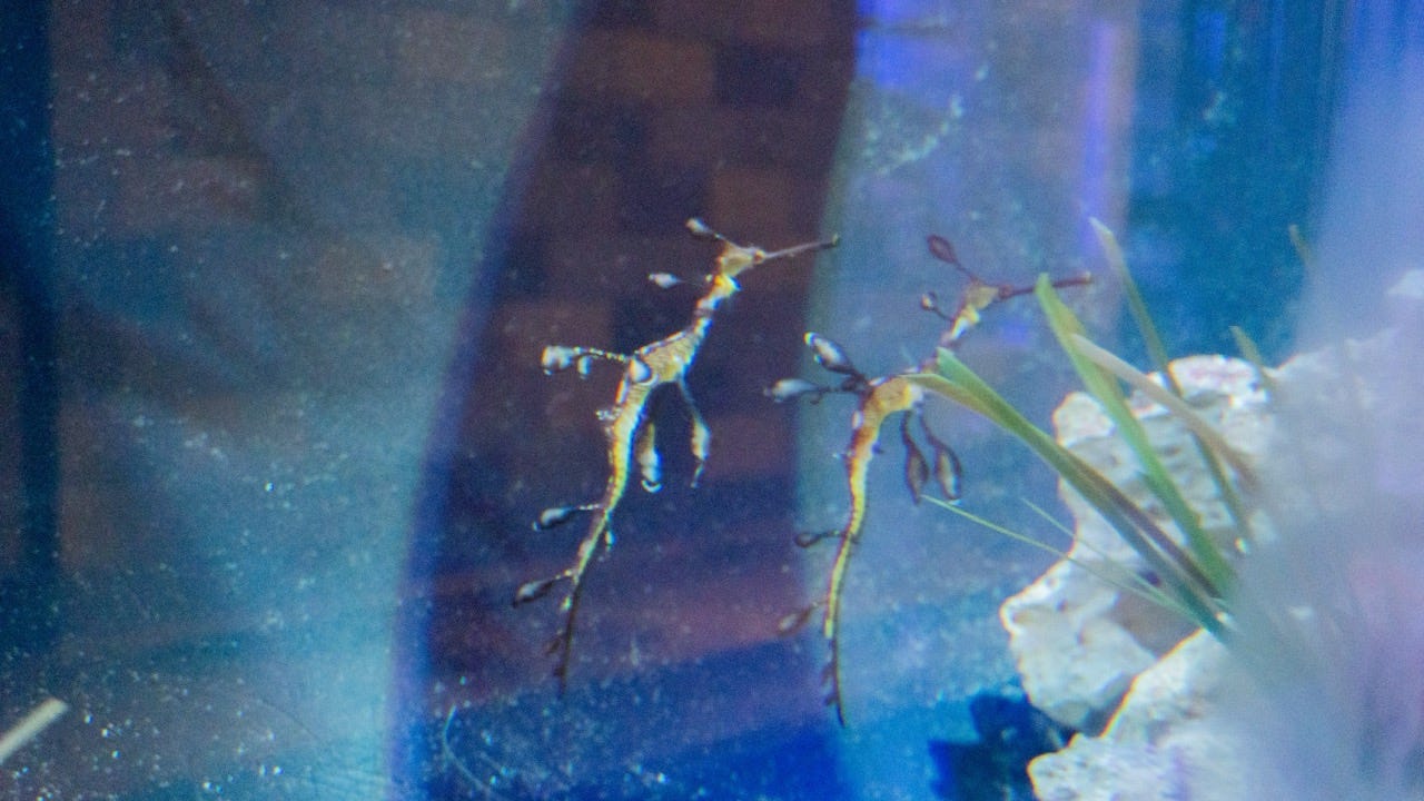 House of the sea dragon? See new creatures at DMPS marine biology lab