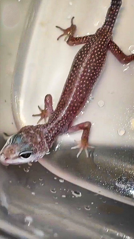 Abandoned baby gecko rescue 😱