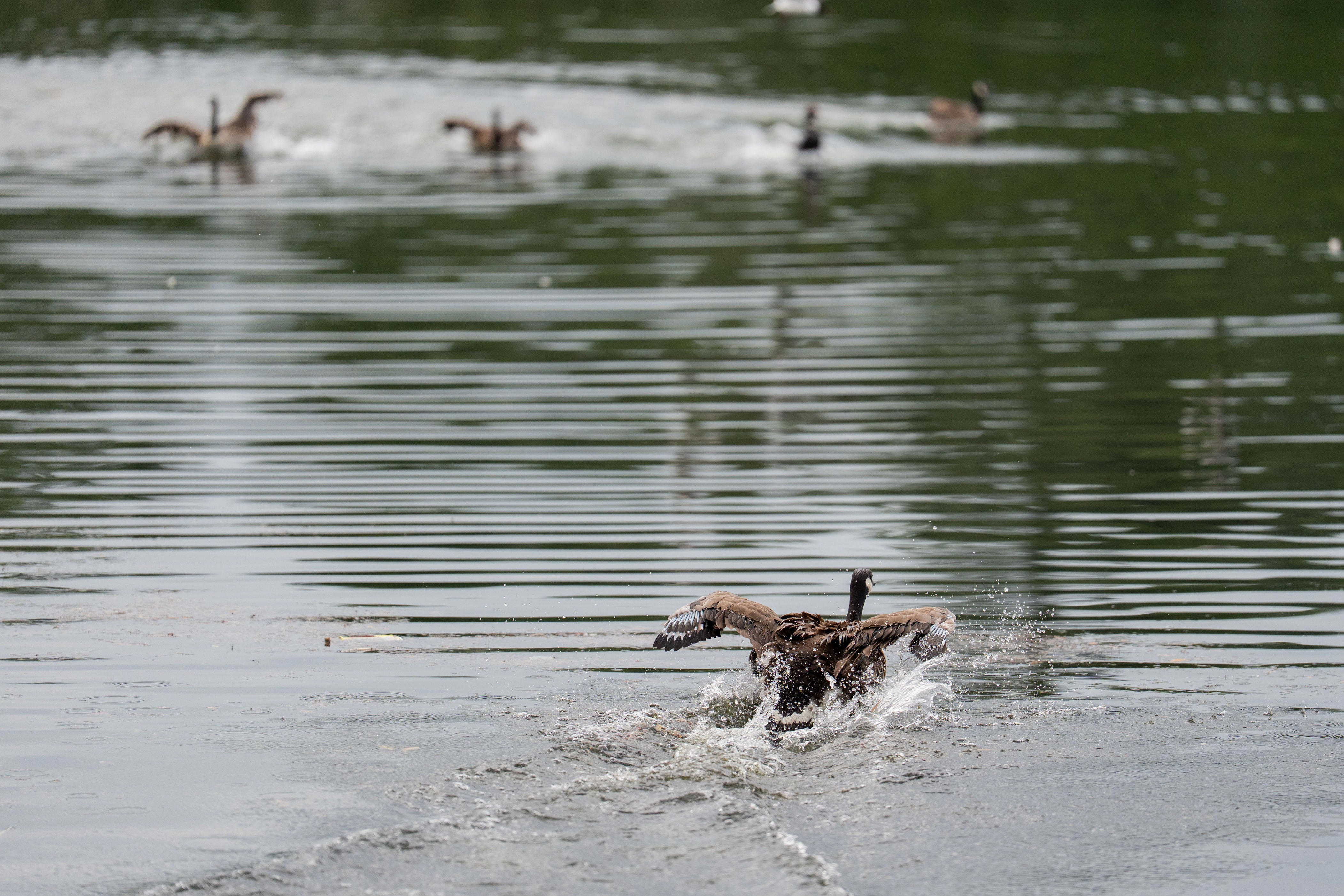 Going to a Redding lake? Steps to stop swimmer's itch, rash
