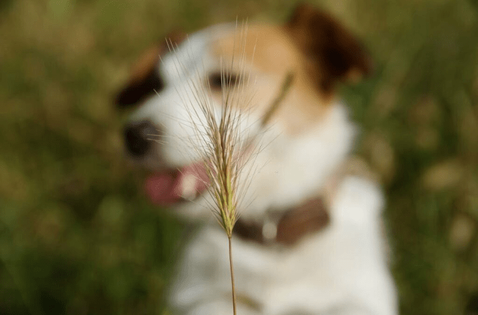 Photo inspiration: Vets Warn Summer Grass Seeds Can Cause Serious Dog Injuries Photo Inspiration