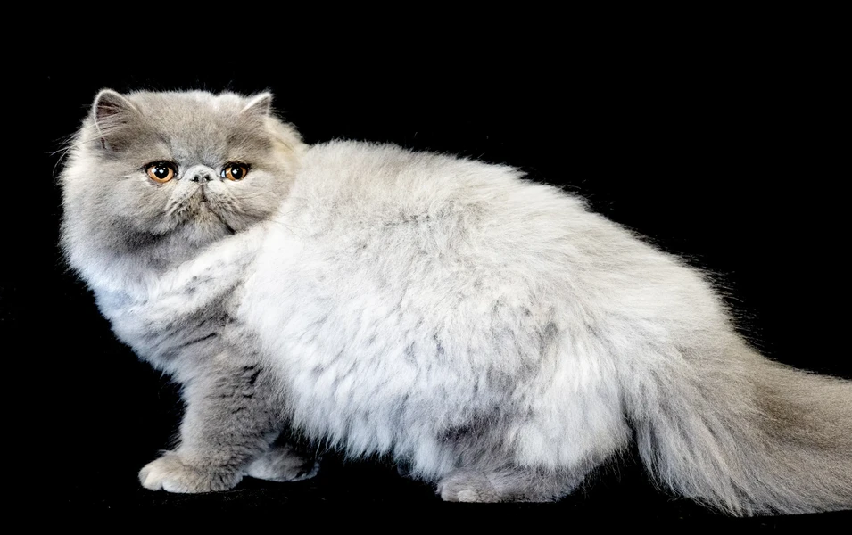 persian-cat-life-beauty-care-and-love