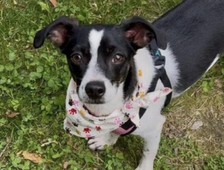Small dog, big heart: Pixie is still waiting & rescuers can’t figure ...