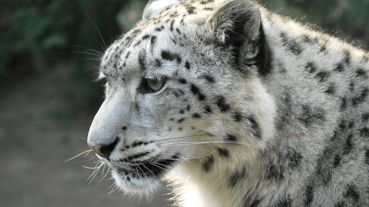 The best exotic pets you can actually keep at home