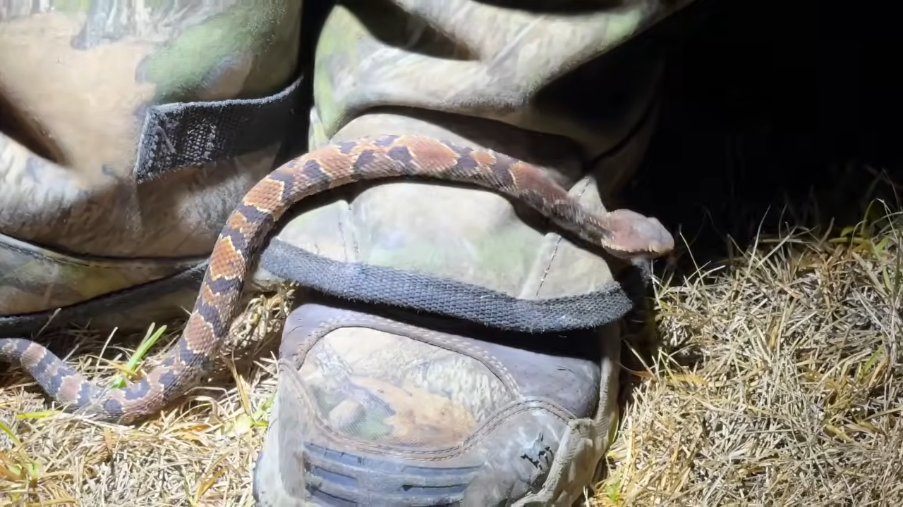 They spent 4 hours hunting pythons in the dark then found something ...