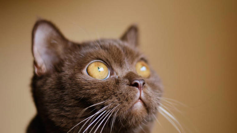 This cinnamon British Shorthair with melted chocolate eyes will have ...