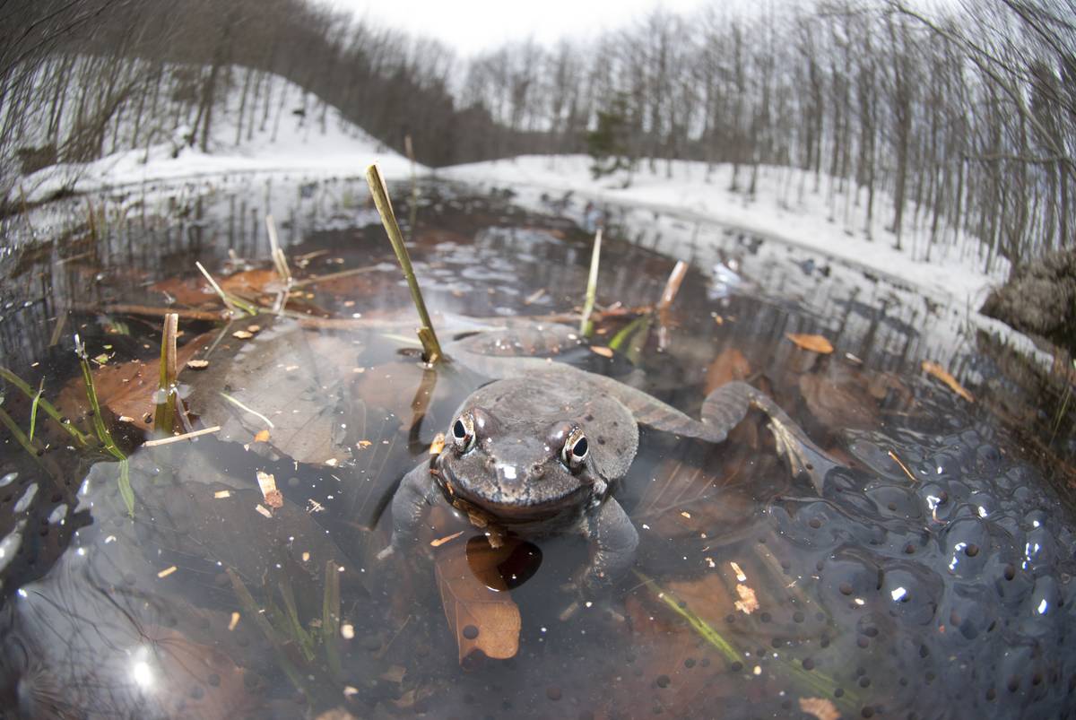 Remarkable discoveries found frozen in ice