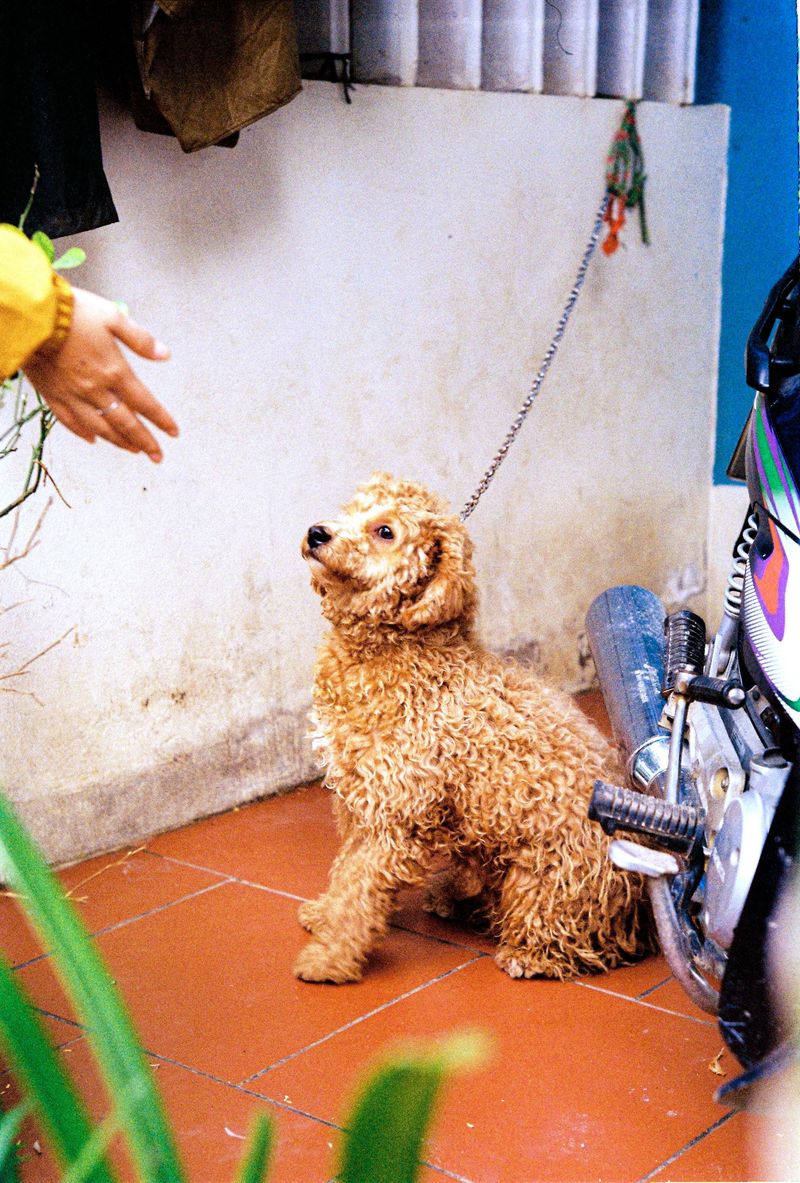Photo inspiration: Signs Of Apple Allergy In Pooches Reference: 11 Dogs That Allergy Conscious Owners Frequently Put At The