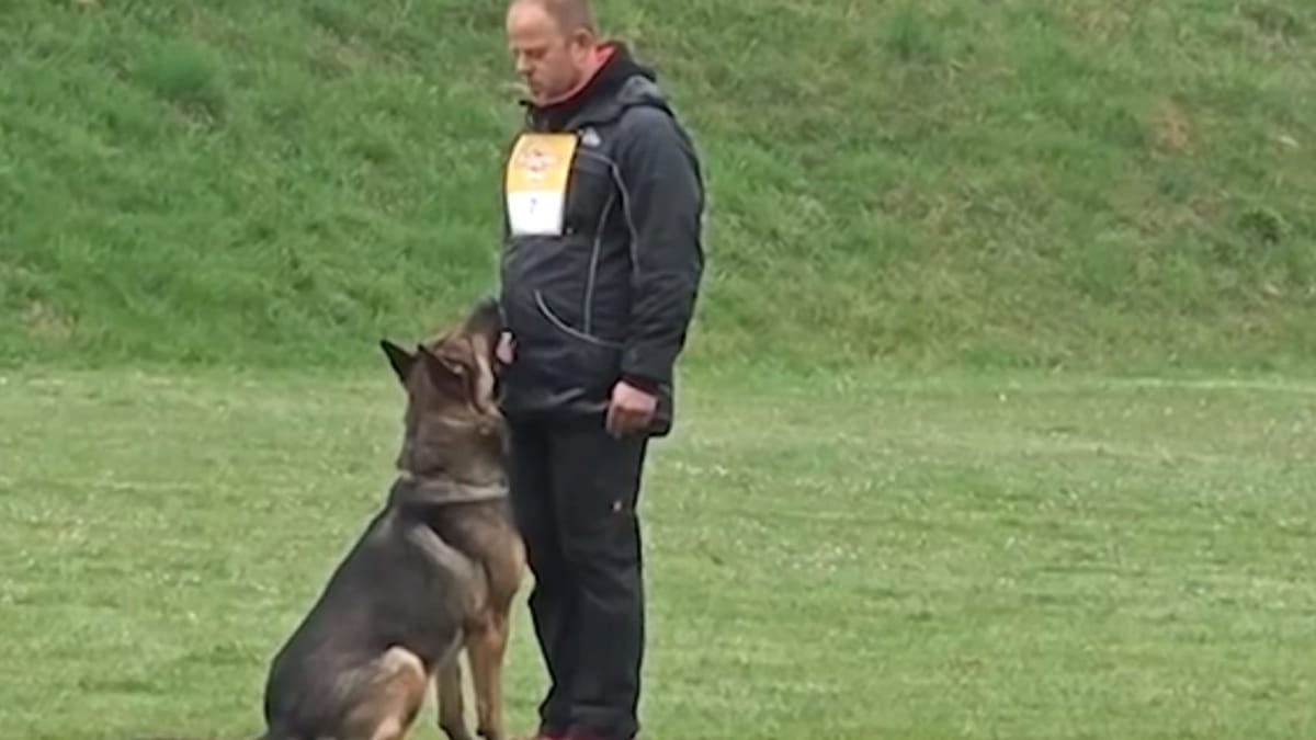 German shepherd reacts to his owner's subtle cues, leaving viewers ...