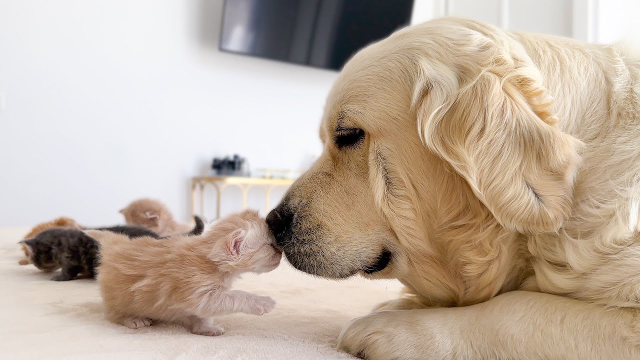 Tiny kittens found a gentle giant best friend