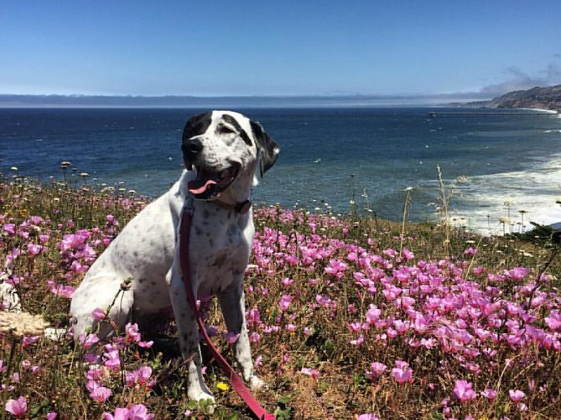15 fun outdoor activities to do with your dog