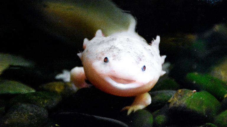 5 animals that can regrow body parts most species never could