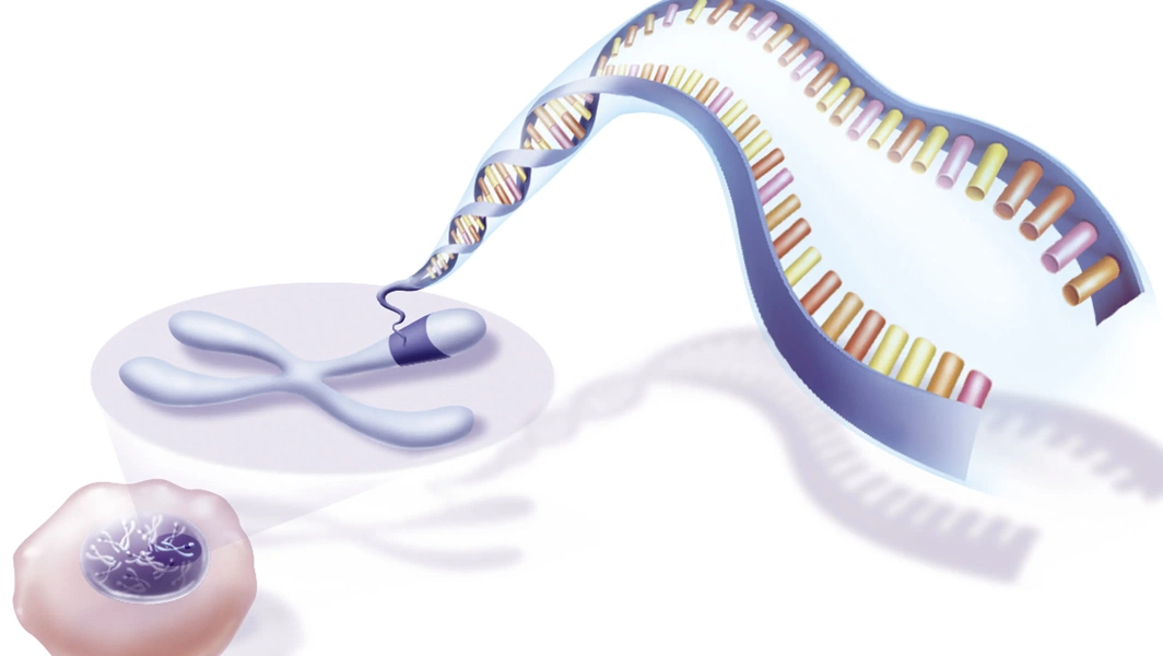 Longevity decoded through genes and habits