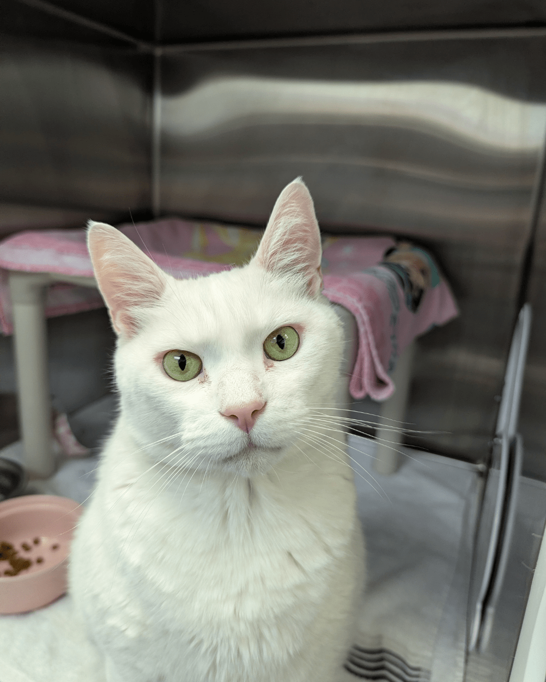 Phurry Friend Friday: Adopt Lincoln