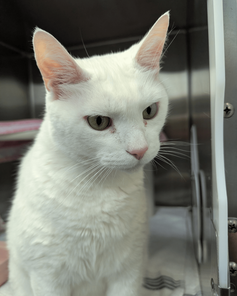 Phurry Friend Friday: Adopt Lincoln