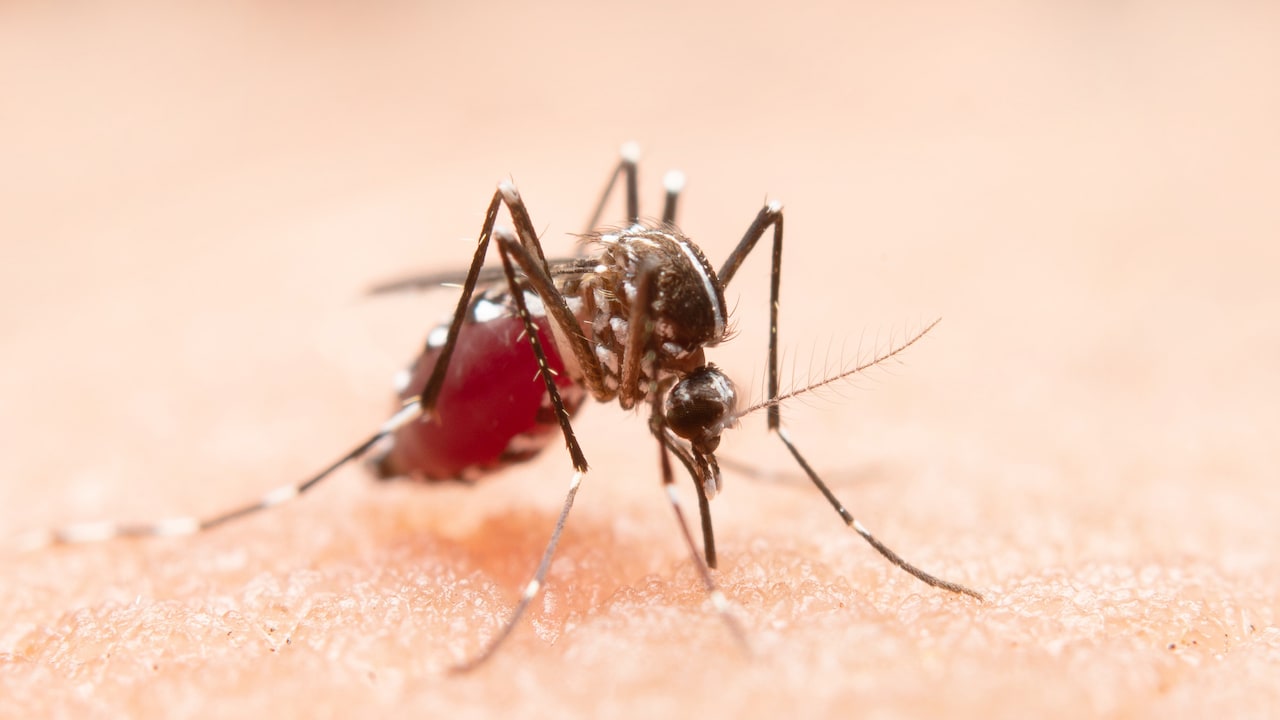 Kerala's new dengue early warning system uses AI to predict trends
