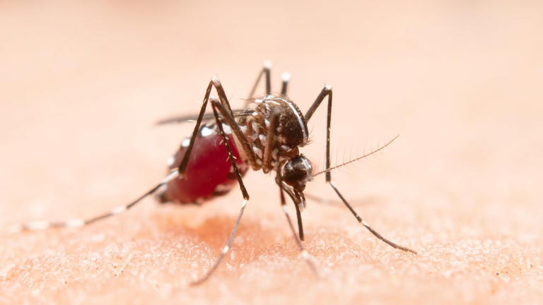 Kerala's new dengue early warning system uses AI to predict trends